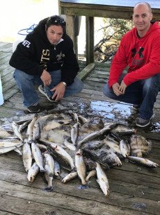 Thursday Trout haul at Shell Beach