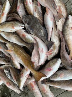 Great Redfish Bite In Dularge!