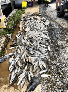Big Catches on Big LAKE
