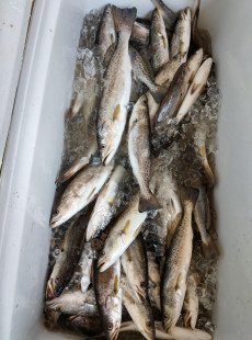 Shell Beach fishing with "Capt. Hook"