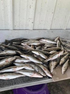 Nice morning fishing the lakes 