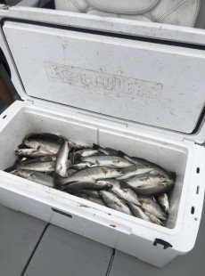 Dularge continues to produce!