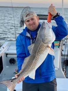 More bull red insanity