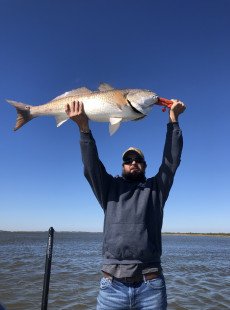 More bull red mAYhem