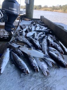 More trout linits from dularge