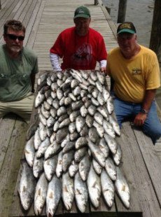 ANOTHER 100 FISH HIT OUR DECK THIS MORNING!