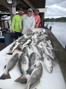 Dularge trout