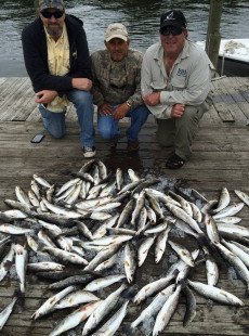 Backdoor limit of speckle Trout