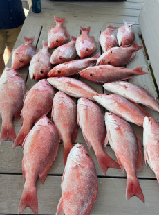 Venice Louisiana Red Snapper Fishing Report 